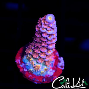 CK RAINBOW TENIUS FRAG