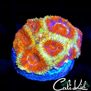 CK FIREWATER MICRO
