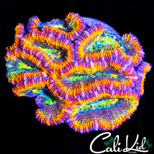 ULTIMATE RAINBOW ACAN MINI COLONY