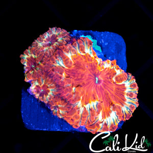 GOLDEN RIM BLASTO MINI COLONY