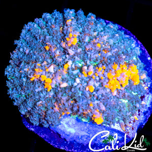 CB SUNKIST BOUNCE SHROOM