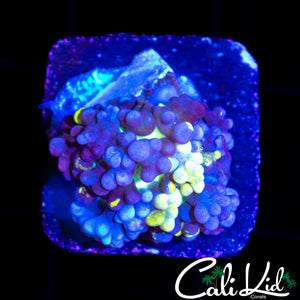 CK MAGNETO MUSHROOM