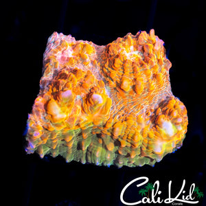 CREAMSICLE CHALICE
