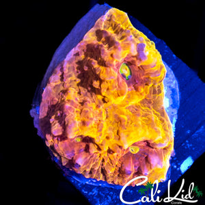 CK RAINBOW SOUL CHALICE