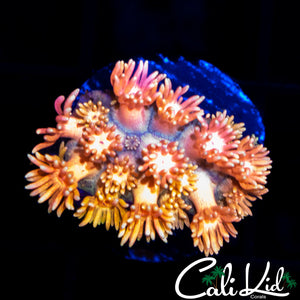 MALAYSIAN RAINBOW GONI