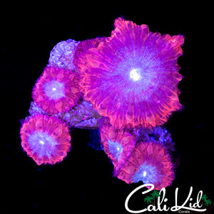 SUPERMAN BLASTO MINI COLONY