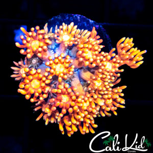 ORANGE PETAL GONI