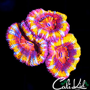 RAINBOW WHEEL ACAN TRIPLE