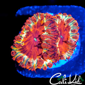 GOLDEN RIM BLASTO DOUBLE