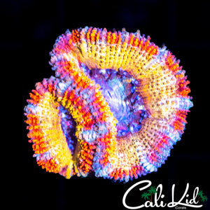 RAINBOW ACAN DOUBLE
