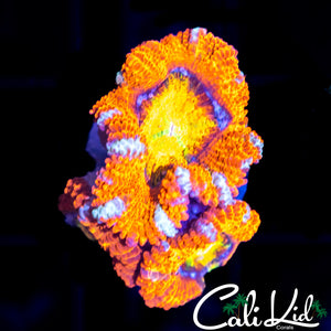 WHITE STRIPE ACAN TRIPLE