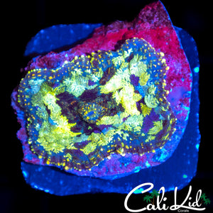 RAINBOW RIM STAINED GLASS MUSHROOM