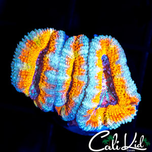 RAINBOW SPLASH ACAN TRIPLE