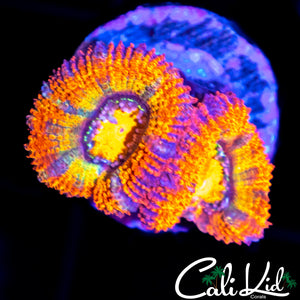 ULTIMATE RAINBOW ACAN DOUBLE