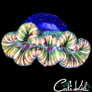 RAINBOW RIM BABY TRACHY