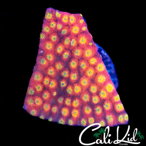 CK RAINBOW CYPHASTREA
