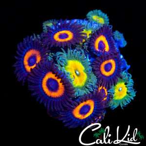 BEAUTIFUL ASSORTED ZOAS