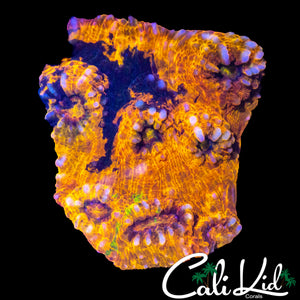 CK UNRELEASED RAINBOW CHALICE CHUNK