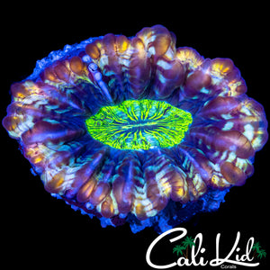 ZOMBIE EYE RAINBOW CYNARINA