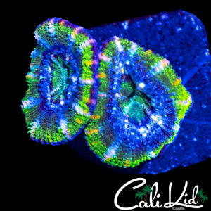 ULTRA RING ACAN DOUBLE
