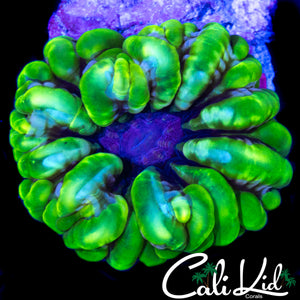 RARE BUBBLE CYNARINA (LARGE BUBBLES)