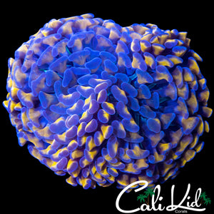 GOLDEN DOODLE HYBRID HAMMER