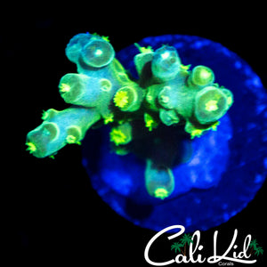 CK GREEN SLIMER ACRO