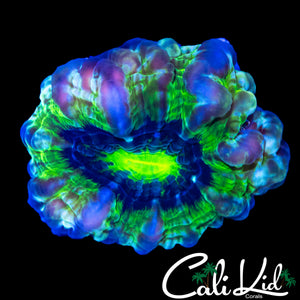 ZOMBIE EYE 4 COLOR BUBBLE CYNARINA