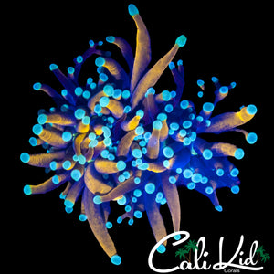 AQUACULTURED TEAL TIP TORCH
