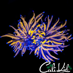 AQUACULTURED MALAY 24K TORCH