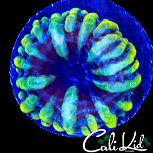 YELLOW BUBBLE CYNARINA