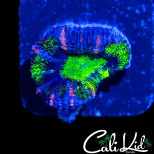 ULTIMATE RAINBOW ACAN MORPH