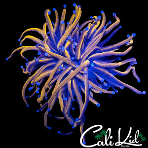 AQUACULTURED MALAY 24K TORCH