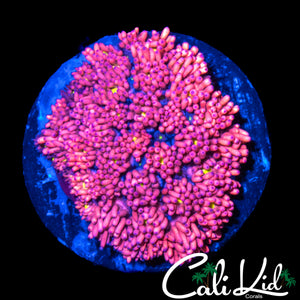 CK PINK MEDUSA GONI CHUNK