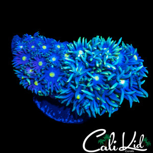 SUNFLOWER GONI CHUNK