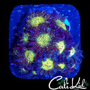 AQUACULTURED GLITTER GONI