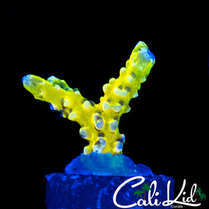 RRC GOLDEN ROD GRAFTED ANACROPORA
