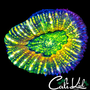 RAINBOW GALAXY LOBO