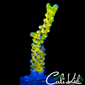 RRC GOLDEN ROD GRAFTED ANACROPORA