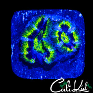 GANJA TYPE ACAN DOUBLE