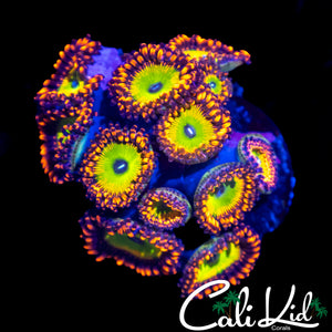 CANDY APPLE RED ZOA COLONY