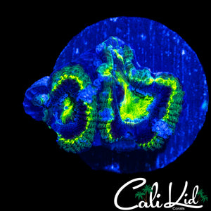 GANJA TYPE ACAN DOUBLE