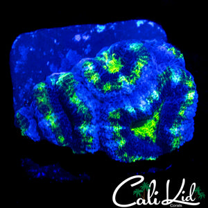 ULTRA STRIPE ACAN CHUNK