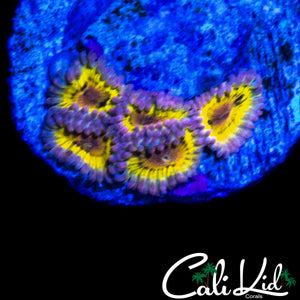 STRATOCASTER TYPE ZOA MINI COLONY