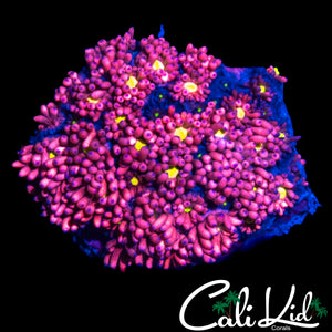 PINK MEDUSA GONI CHUNK