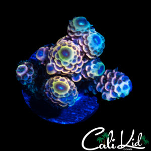 CK LONGSHOT MILLI CHUNK