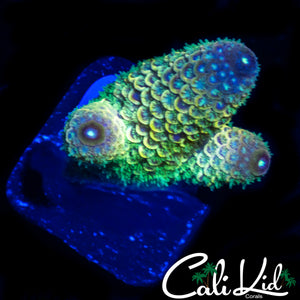 CK RAINBOW SPATHULATA ACRO