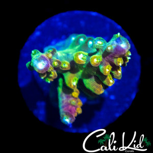 CK GOLDEN GODDESS ACRO