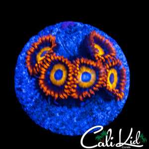 BBEB ZOA MINI COLONY