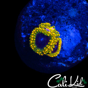 MESOPHERE ZOA TRIPLE